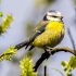 Plants that Attract Songbirds